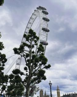 London Eye • London