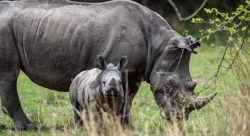 parent and baby rhino
