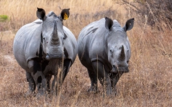 two tagged rhinos
