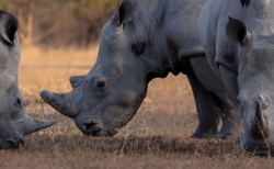 rhino grazing