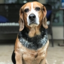 Vanya, aka Le Fat Beagle